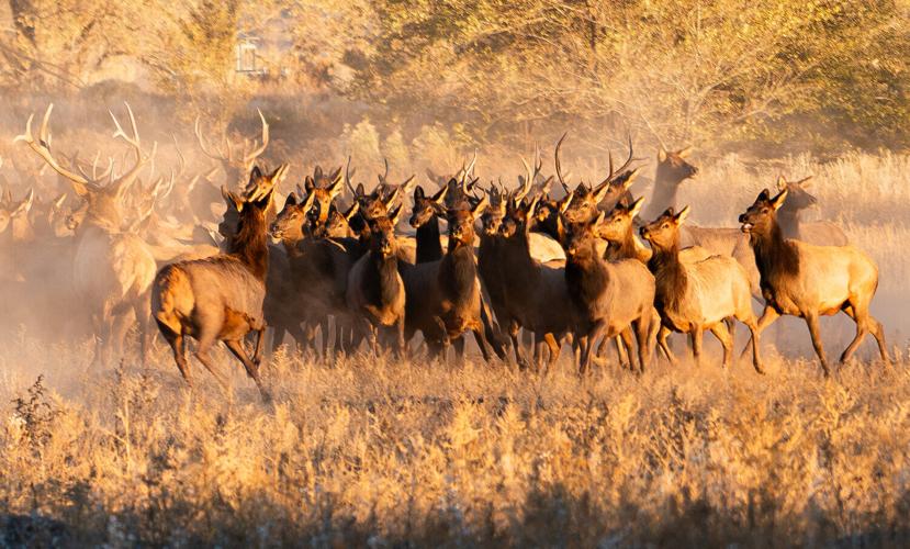 standalonephoto_elk_241121_dp001.jpg