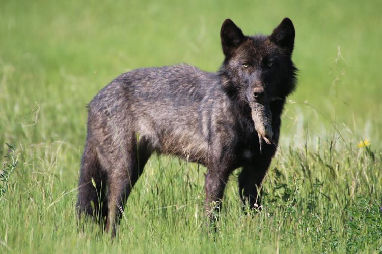 Gray wolf eating Uinta ground squirrel_Credit Lori Iverson USFWS.jpg