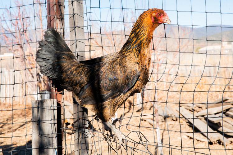 health_avianfarms_250227_dp001.jpg